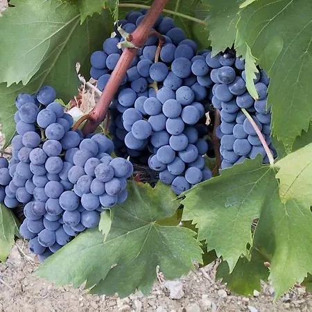 Il Melo Appartement Castellina in Chianti